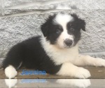 Small Photo #12 Australian Shepherd Puppy For Sale in ARBA, IN, USA