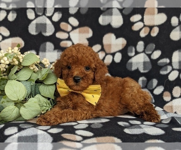 Medium Photo #5 Poodle (Miniature) Puppy For Sale in KIRKWOOD, PA, USA