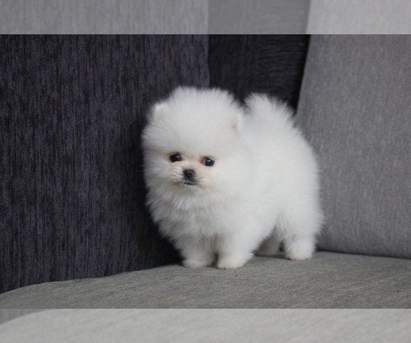 Medium Photo #3 Pomeranian Puppy For Sale in DALLAS, TX, USA