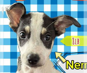 Labrador Retriever-Unknown Mix Dogs for adoption in Jefferson, NJ, USA