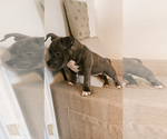 Small Photo #1 American Bully Puppy For Sale in BEDFORD, MA, USA