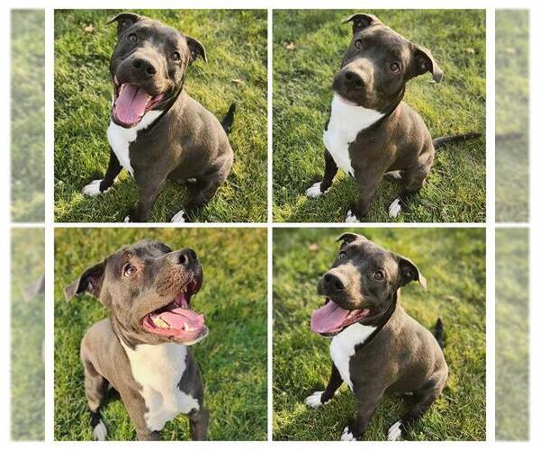 Medium Photo #1 American Staffordshire Terrier-Unknown Mix Puppy For Sale in Ogden, UT, USA