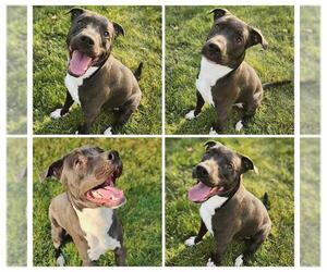 American Staffordshire Terrier-Unknown Mix Dogs for adoption in Ogden, UT, USA