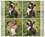 Small American Staffordshire Terrier Mix