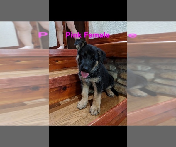Medium Photo #8 German Shepherd Dog Puppy For Sale in BRADLEYVILLE, MO, USA