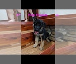 Small Photo #8 German Shepherd Dog Puppy For Sale in BRADLEYVILLE, MO, USA