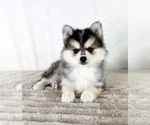 Small #3 Pomsky