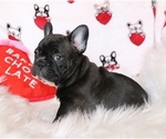 Small Photo #6 French Bulldog Puppy For Sale in FAIR GROVE, MO, USA
