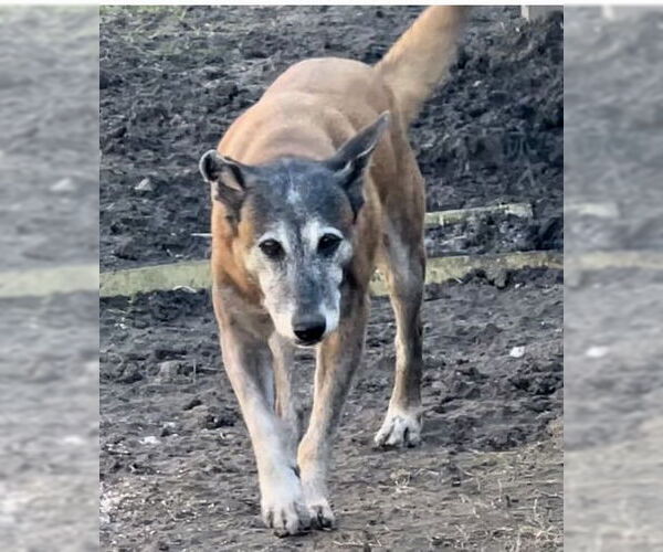 Medium Photo #6 Mutt Puppy For Sale in Stevens Point, WI, USA
