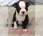 Small Photo #3 Boston Terrier Puppy For Sale in DICKINSON, TX, USA