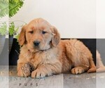 Small #2 Golden Retriever
