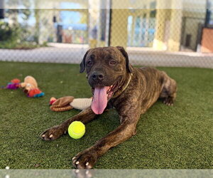 Plott Hound-Unknown Mix Dogs for adoption in Tavares, FL, USA