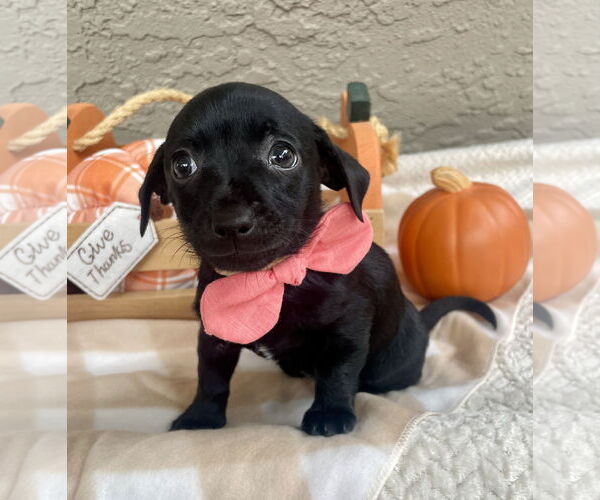 Medium Photo #2 Dachshund Puppy For Sale in Menifee, CA, USA