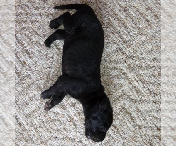 Medium Photo #11 Great Dane Puppy For Sale in PIERSON, MI, USA