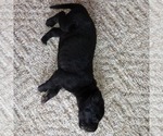 Small Photo #11 Great Dane Puppy For Sale in PIERSON, MI, USA