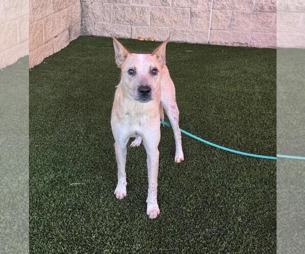 Medium Photo #1 Mutt Puppy For Sale in Rockwall, TX, USA