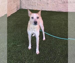 Mutt Dogs for adoption in Rockwall, TX, USA
