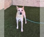 Ariel - Female Mutt Dog for Adoption - Small photo