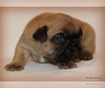 Small Photo #19 French Bulldog Puppy For Sale in WINNSBORO, TX, USA
