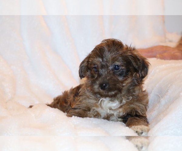 Medium Photo #9 Yorkiepoo mix (+ Poodle Toy) Puppy For Sale in DYERSBURG, TN, USA