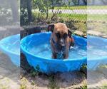 Small #1 Black Mouth Cur Mix