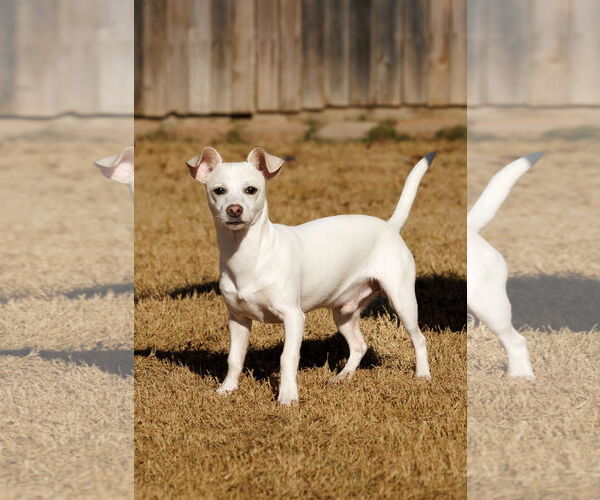 Medium Photo #3 Chihuahua-Unknown Mix Puppy For Sale in McKinney, TX, USA