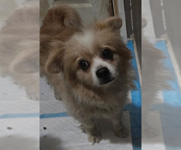 Medium Photo #3 Pomeranian Puppy For Sale in San Antonio, TX, USA