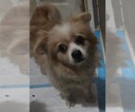 Small #2 Pomeranian