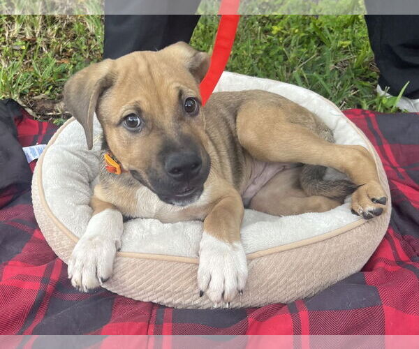 Medium Photo #4 German Shepherd Dog-Unknown Mix Puppy For Sale in Royal Palm Beach, FL, USA