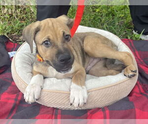 Oscar - Male German Shepherd Dog-Unknown Mix Dog for Adoption - Photo #4
