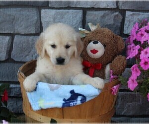 Golden Retriever Puppy for sale in FREDERICKSBURG, OH, USA