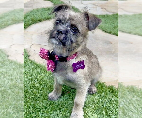 Medium Photo #9 Brussels Griffon-Unknown Mix Puppy For Sale in Corona, CA, USA