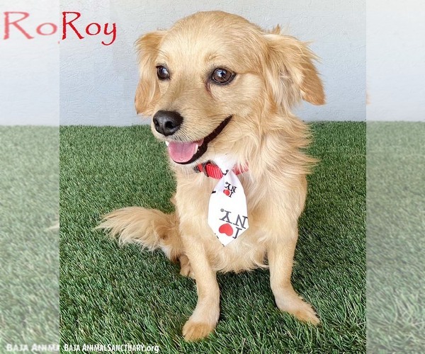 Medium Photo #1 Dameranian Puppy For Sale in San Diego, CA, USA