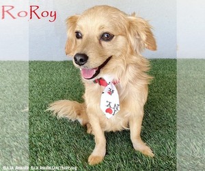 Dameranian Dogs for adoption in San Diego, CA, USA