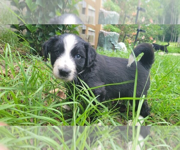 Medium Photo #9 Aussiedoodle Puppy For Sale in CONWAY, SC, USA