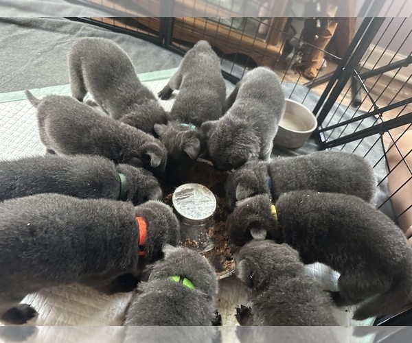 Medium Photo #4 German Shepherd Dog Puppy For Sale in RUCKERSVILLE, VA, USA