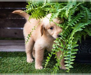 Medium Golden Retriever