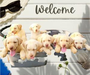 Labrador Retriever Puppy for sale in TAMPA, FL, USA