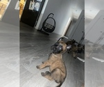 Small Photo #15 Belgian Malinois Puppy For Sale in SQUAW VALLEY, CA, USA
