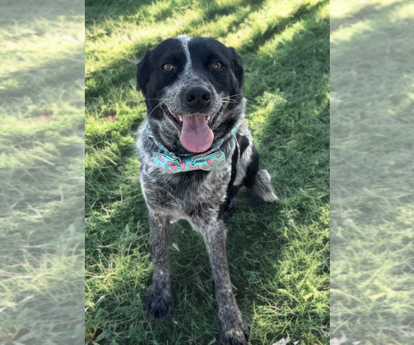 Medium Photo #1 Mutt Puppy For Sale in Newport Beach, CA, USA