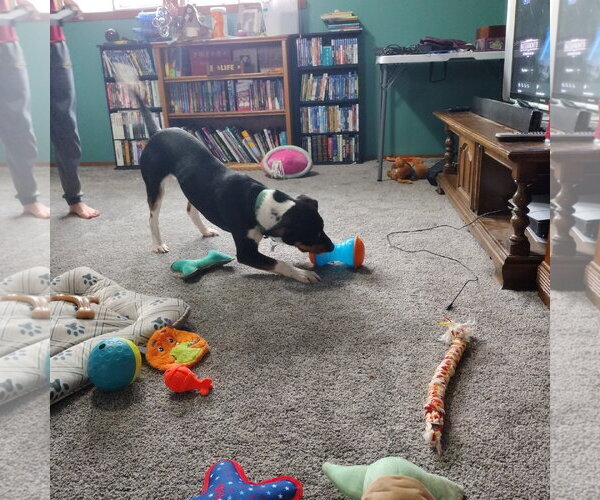 Medium Photo #12 Mutt Puppy For Sale in Fargo, ND, USA
