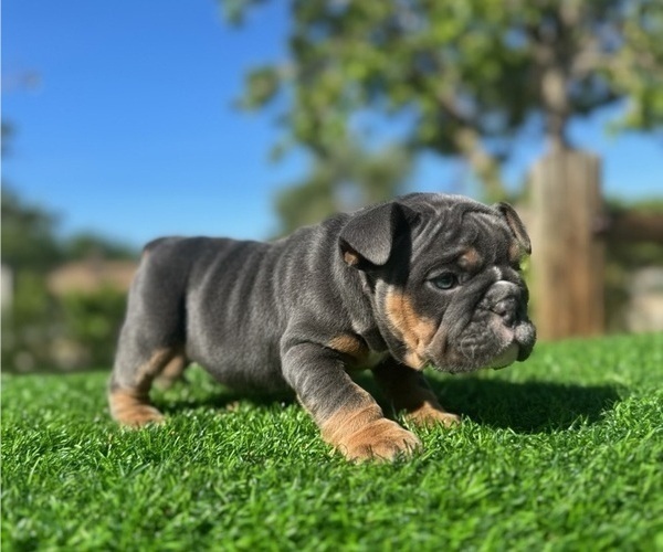 Medium Photo #5 English Bulldog Puppy For Sale in LA JOLLA, CA, USA