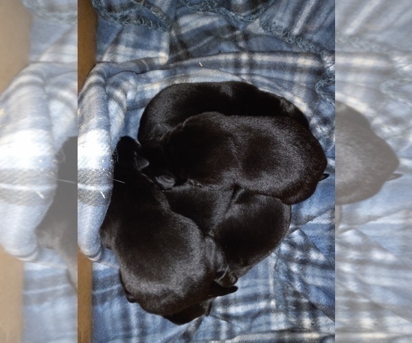 Medium Photo #11 Labrador Retriever Puppy For Sale in ORANGE, MA, USA