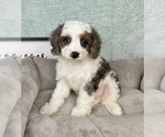 Small #4 Cavapoo