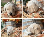 Puppy 3 Louie Goldendoodle