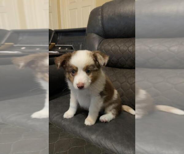 Medium Photo #3 Miniature Australian Shepherd Puppy For Sale in WALLER, TX, USA