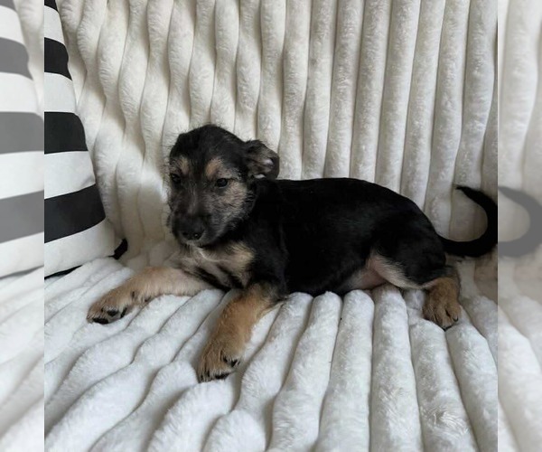 Medium Photo #4 Chihuahua-Unknown Mix Puppy For Sale in Princeton, MN, USA