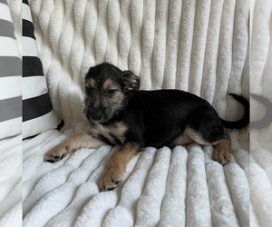 Rover - Male Chihuahua-Unknown Mix Dog for Adoption - Photo #4