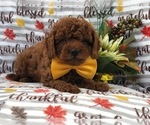 Small Photo #3 Cavapoo-Poodle (Miniature) Mix Puppy For Sale in LAKELAND, FL, USA