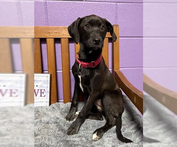 Medium Photo #2 Labrador Retriever-Unknown Mix Puppy For Sale in Genesee, WI, USA